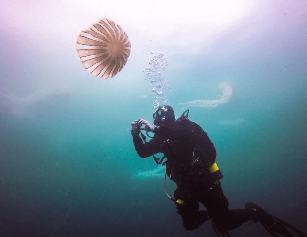 Buceo